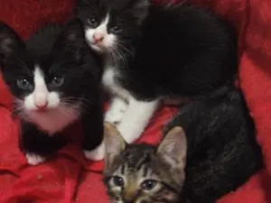 Gato raça SRD-ViraLata idade Abaixo de 2 meses nome você que escolhe o nome do gato