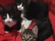 você que escolhe o nome do gato