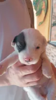 Filhote de 5 semanas 