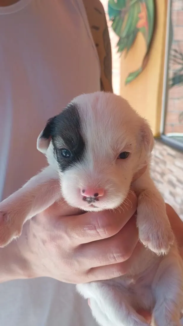 Cachorro raça SRD-ViraLata idade Abaixo de 2 meses nome Filhote de 5 semanas 