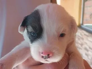 Cachorro raça SRD-ViraLata idade Abaixo de 2 meses nome Filhote de 5 semanas 