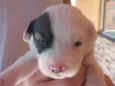 Filhote de 5 semanas