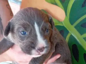 Cachorro raça SRD-ViraLata idade Abaixo de 2 meses nome Filhote de 5 semanas