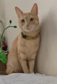 fubá 