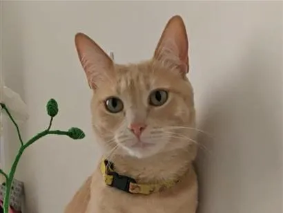 Gato raça SRD-ViraLata idade 2 anos nome fubá 