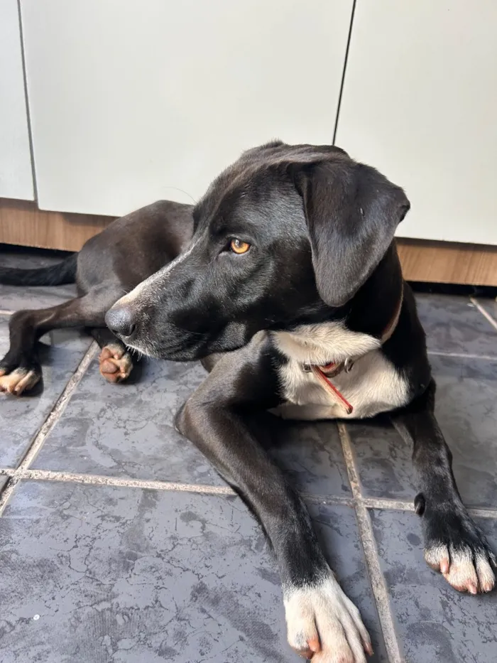 Cachorro raça SRD-ViraLata idade 2 anos nome Wilson ( provisório )