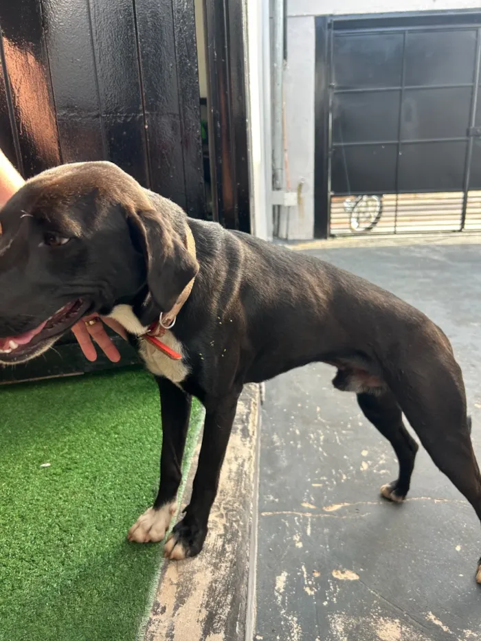 Cachorro raça SRD-ViraLata idade 2 anos nome Wilson ( provisório )