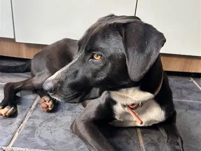 Cachorro raça SRD-ViraLata idade 2 anos nome Wilson ( provisório )