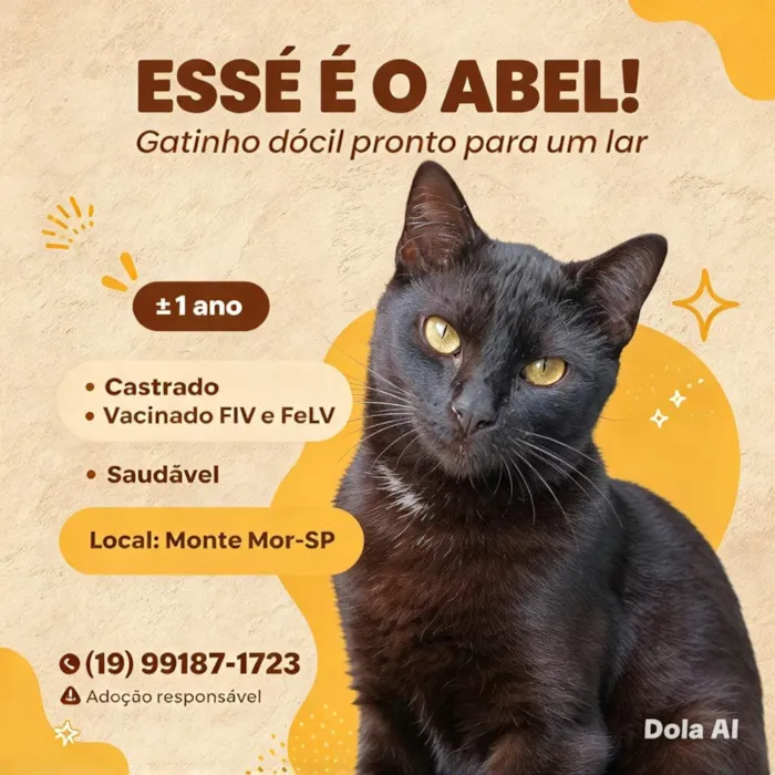 Gato raça SRD-ViraLata idade 1 ano nome Abel