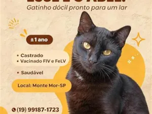 Gato raça SRD-ViraLata idade 1 ano nome Abel