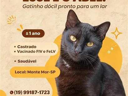 Gato raça SRD-ViraLata idade 1 ano nome Abel