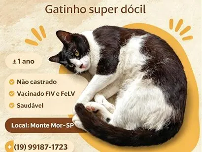 Gato raça SRD-ViraLata idade 1 ano nome Cain
