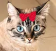 Cacau
