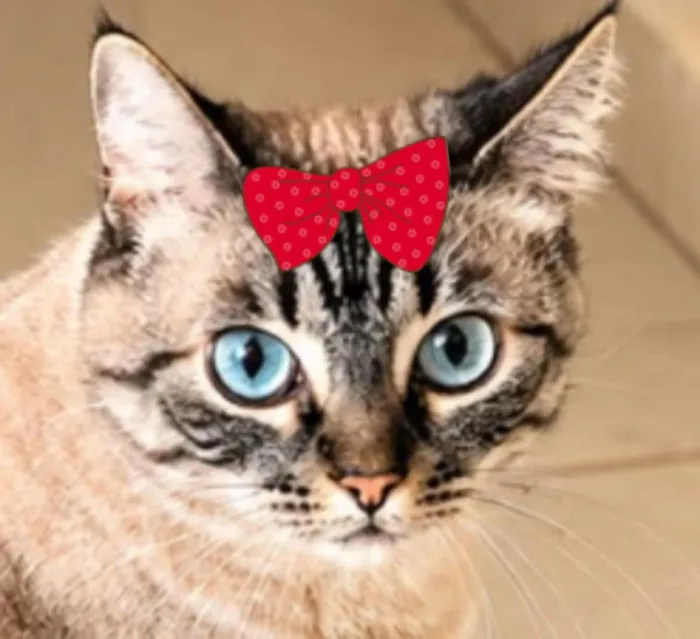 Gato raça SRD-ViraLata idade 3 anos nome Cacau