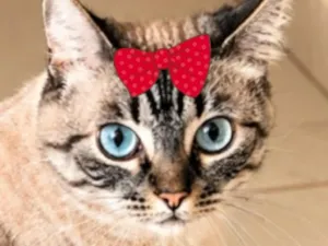 Gato raça SRD-ViraLata idade 3 anos nome Cacau