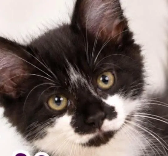 Gato raça SRD-ViraLata idade 2 a 6 meses nome Haru
