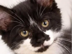 Gato raça SRD-ViraLata idade 2 a 6 meses nome Haru