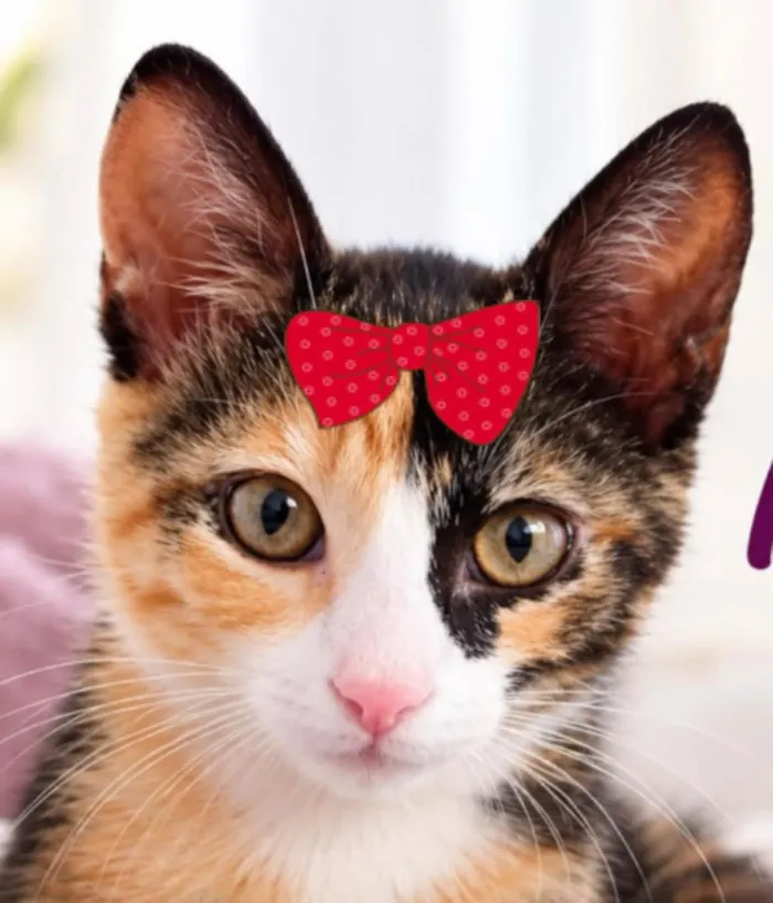 Gato raça SRD-ViraLata idade 2 a 6 meses nome Mila