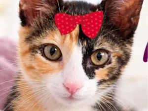 Gato raça SRD-ViraLata idade 2 a 6 meses nome Mila
