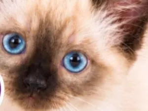 Gato raça Siamês idade 2 a 6 meses nome Kenzo