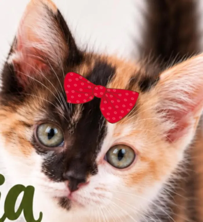 Gato raça SRD-ViraLata idade 2 a 6 meses nome Olivia