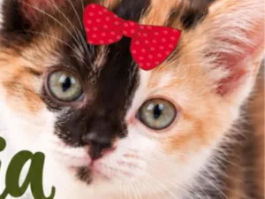 Gato raça SRD-ViraLata idade 2 a 6 meses nome Olivia