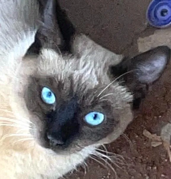 Gato raça Siamês idade 1 ano nome Sky