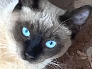 Gato raça Siamês idade 1 ano nome Sky