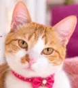 Penelope