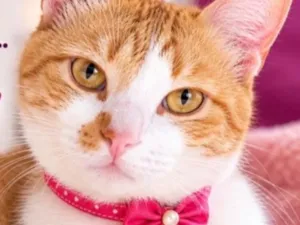 Gato raça SRD-ViraLata idade 1 ano nome Penelope