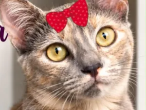 Gato raça SRD-ViraLata idade 1 ano nome Dudinha