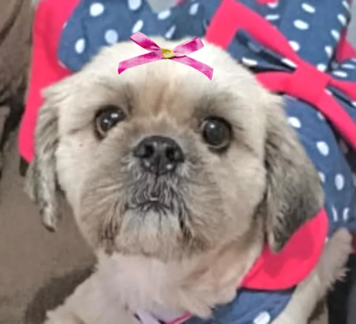 Cachorro raça Shitzu idade 1 ano nome Zoe