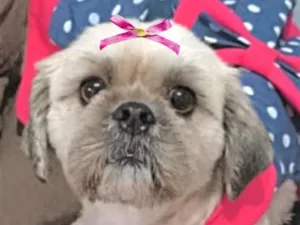 Cachorro raça Shitzu idade 1 ano nome Zoe