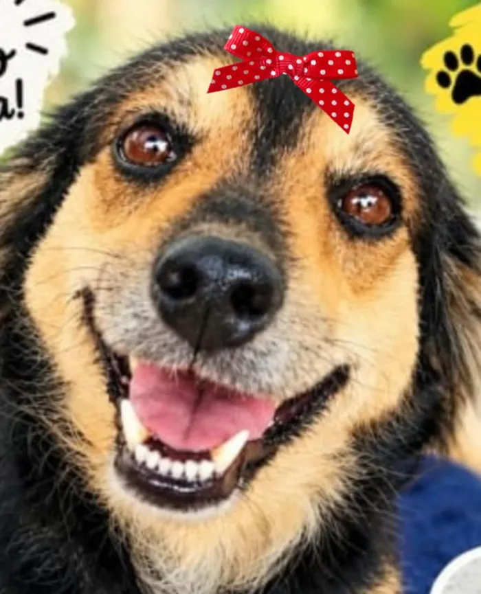 Cachorro raça SRD-ViraLata idade 2 anos nome Chiquinha