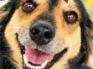Cachorro raça SRD-ViraLata idade 2 anos nome Chiquinha