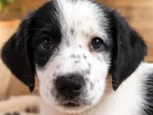 Cachorro raça SRD-ViraLata idade 2 a 6 meses nome Pirata