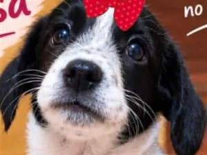 Cachorro raça SRD-ViraLata idade 2 a 6 meses nome Rebeca