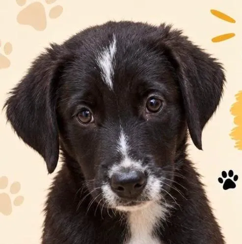 Cachorro raça SRD-ViraLata idade 2 a 6 meses nome Layon
