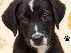 Cachorro raça SRD-ViraLata idade 2 a 6 meses nome Layon