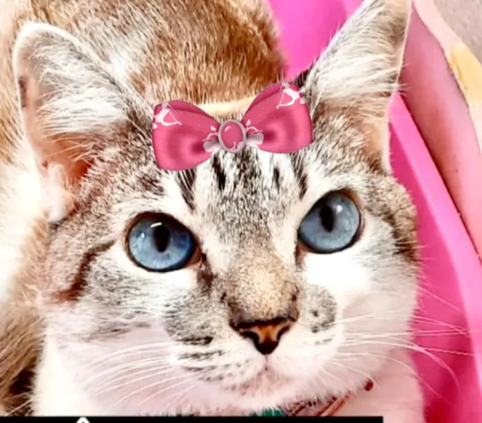 Gato raça SRD-ViraLata idade 4 anos nome Mya