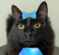 Agatha