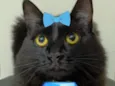 Agatha