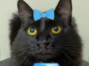 Gato raça SRD-ViraLata idade 2 anos nome Agatha