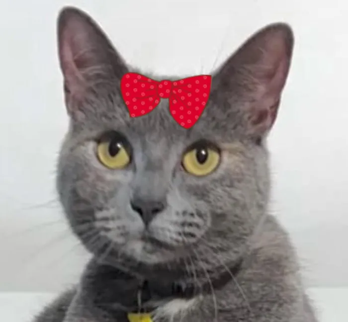 Gato raça SRD-ViraLata idade 2 anos nome Hanna