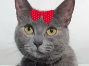 Gato raça SRD-ViraLata idade 2 anos nome Hanna
