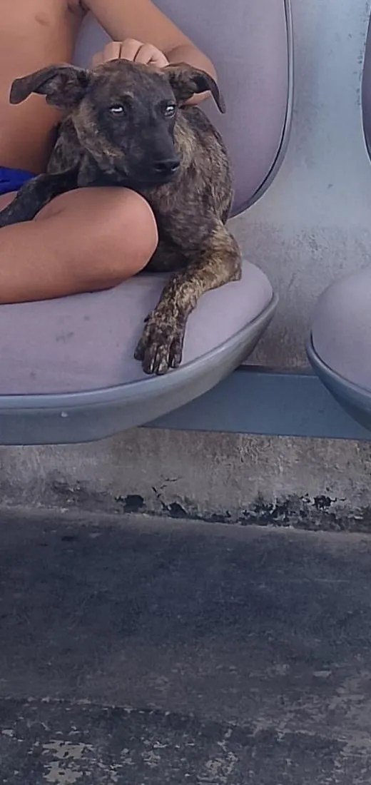 Cachorro raça SRD-ViraLata idade 7 a 11 meses nome kalango