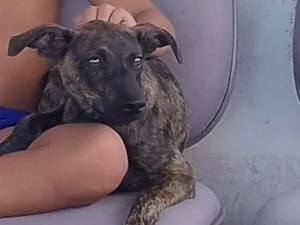 Cachorro raça SRD-ViraLata idade 7 a 11 meses nome kalango