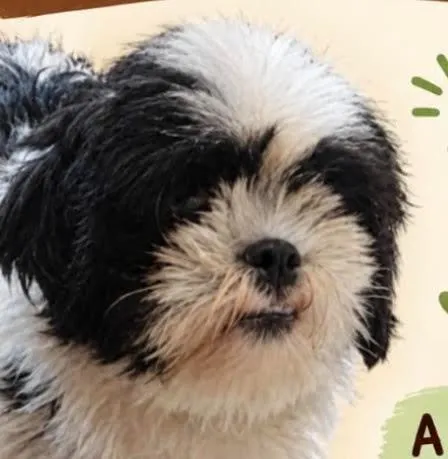Cachorro raça Shitzu idade 1 ano nome Bob