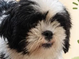 Cachorro raça Shitzu idade 1 ano nome Bob