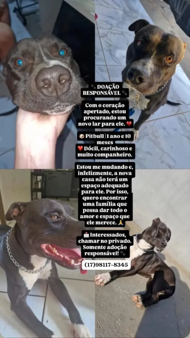 Cachorro raça Pit-Bull idade 2 anos nome Zeus